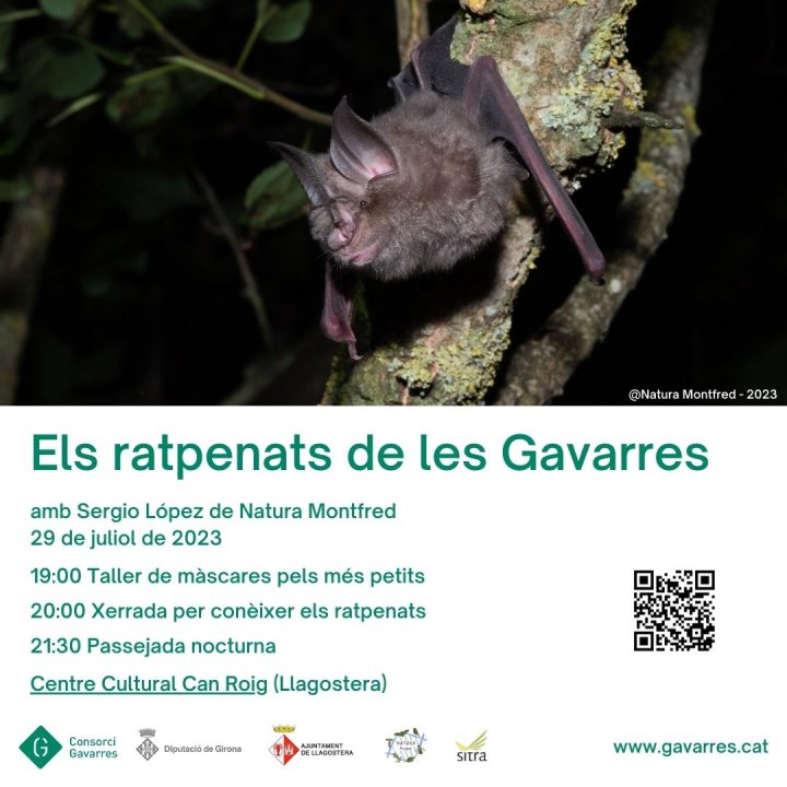 Els ratpenats de les Gavarres 29/07