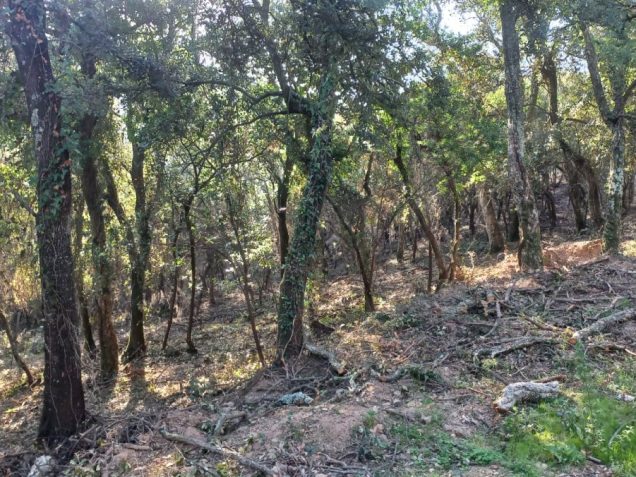 Actuacions de millora al Montigalar