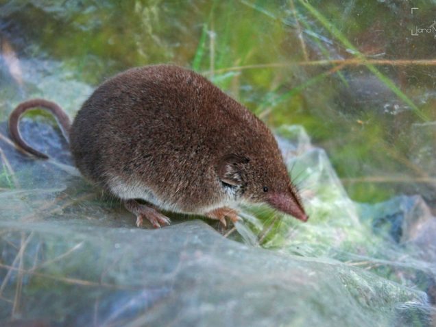 Continua el seguiment del Projecte SEMICE a les Gavarres