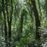 La imatge correspon a un alzinar premadur, és una fase molt evolucionada del bosc mediterrani. Els arbres s'han anat ajuntant deixant passar molt poca llum, la qual cosa neteja el sotabosc. A la fotografia es veu un bosc fosc amb moltes lianes que li dóna un aspecte selvàtic.