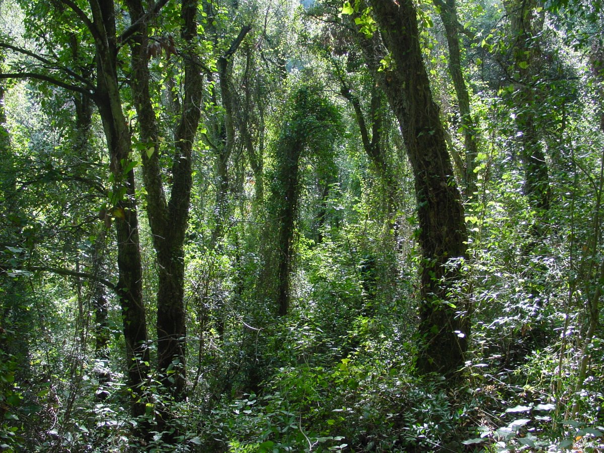 La imatge correspon a un alzinar premadur, és una fase molt evolucionada del bosc mediterrani. Els arbres s'han anat ajuntant deixant passar molt poca llum, la qual cosa neteja el sotabosc. A la fotografia es veu un bosc fosc amb moltes lianes que li dóna un aspecte selvàtic.