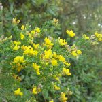 A la imatge hi ha una ginesta arbustiva, rara a Catalunya però freqüent a les Gavarres en llocs perturbats i càlids. Té una flor groga que destaca per sobre del verd de les fulles.