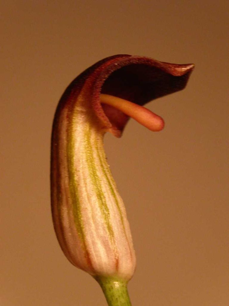Imatge curiosa d'una flor que ha desenvolupat una trampa per insectes. Els atreu amb la olor i la seva forma fa que caiguin a dins i la polinitzin. Un cop polinitzada es tanca. La seva forma recorda una boca amb la llengua a fora.