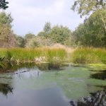 Antiga bassa de rec per l'hort del mas. El seu abandó ha provocat que els sediments s'hi acomulessin i esdevingui el lloc idoni per plantes i animals aquàtics com les granotes. Tampoc és estrany que aus com els ànecs l'aprofitin.