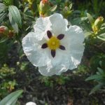 A la imatge veiem una bonica flor blanca de quatre pètals amb una taca granate a la seva arrel. Està protegida a les Gavarres perquè es molt rara, però després s'ha sabut que es una espècie introduïda amb alguns treballs forestals ja que és molt comuna al sud d'Espanya.