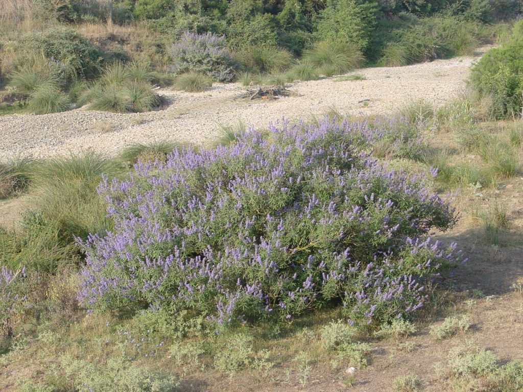 L'aloc quan floreix fa unes petites flors compostes d'un bonic color lila o amb tons rosats i blancs. A l'aloc li agraden els àmbients humits i a la imatge en veiem un exemple al voltant del Rissec. L'aloc té una estructura d'arbust si bé pot créixer fins a unes mides d'arbre petit.