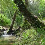 La imatge mostra un àmbient de riera paradisíac. La riera de Sant Cristòfol transcórrer entremig de verns i flora de ribera que li donen un marc de diferents verds molt bonic. En el punt de la imatge la riera arriba a la font de Sant Cristòfol, lloc molt popular per la gent de Llambilles.