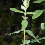 És una espècia molt rara i difícil de veure. Té les fulles oposades i van girant l'orientació a cada verticil.