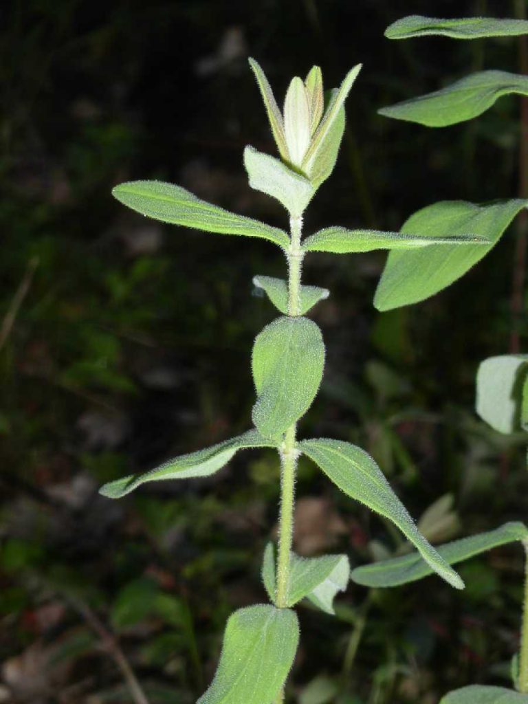 És una espècia molt rara i difícil de veure. Té les fulles oposades i van girant l'orientació a cada verticil.