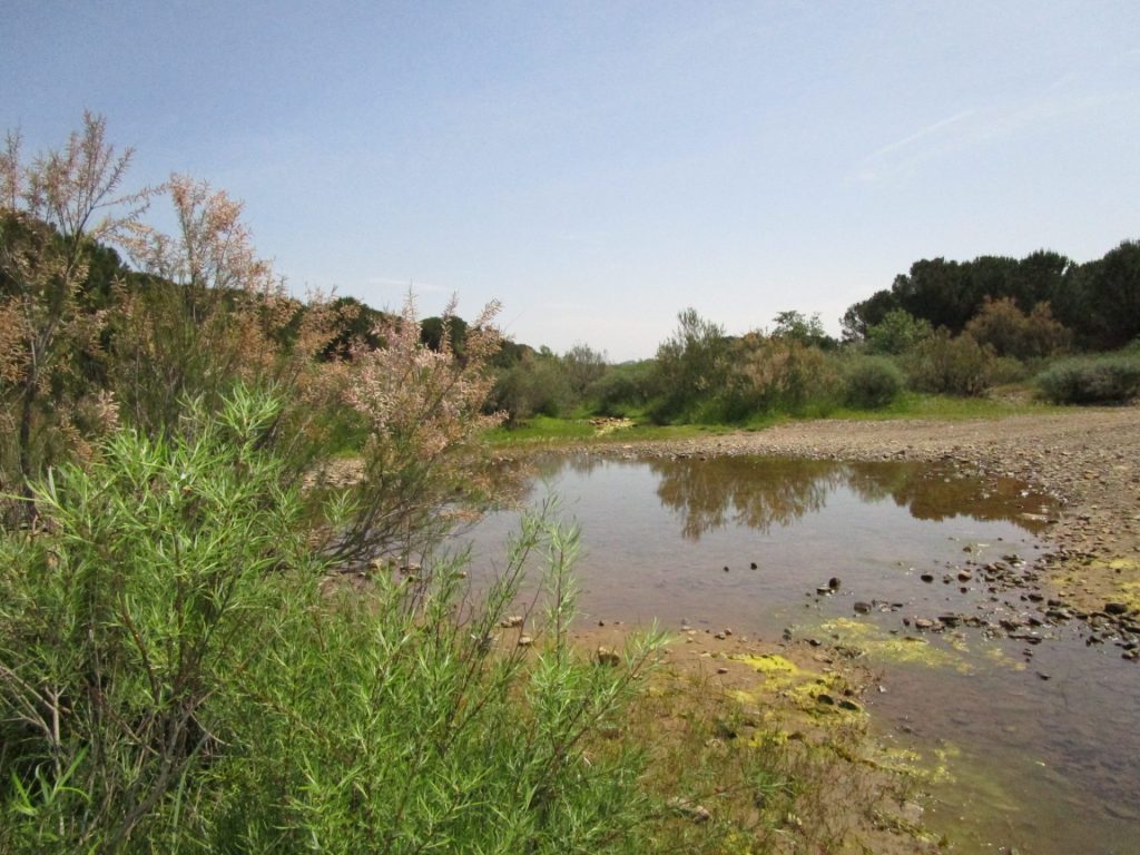 Fotografia d'àmbient fluvial. El Daró al seu pas pel pla de Salelles dibuixa petites gorgues reservoris per la fauna en les èpoques d'estiatge. Joncs i salzes emmarquen el Daró a Cruïlles, Monells i Sant Sadurní de l'Heura.