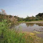 Fotografia d'àmbient fluvial. El Daró al seu pas pel pla de Salelles dibuixa petites gorgues reservoris per la fauna en les èpoques d'estiatge. Joncs i salzes emmarquen el Daró a Cruïlles, Monells i Sant Sadurní de l'Heura.