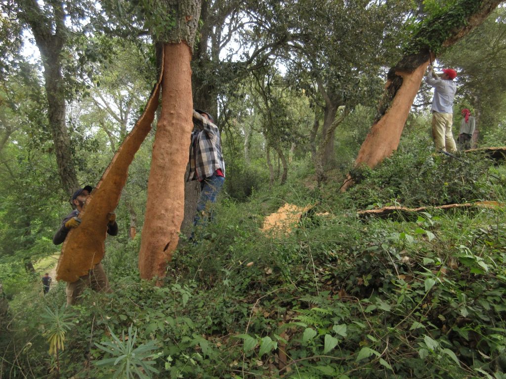 Colla de peladors feinejant a l'entorn de can Cals. Aquesta feina només es pot fer unes setmanes a l'any entre la primavera i l'estiu. Només aleshores la panna de suro es separa de l'arbre.