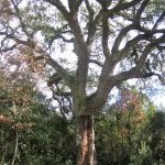 Suro monumental situat al nucli de Romanà de la Selva. És molt conegut i forma part de l'itinerari dels Gegants del Bosc promogut per l'Ajuntament. L'arbre té un port recte i les branques gruixudes amb ramificacions, ha estat pelat fins on aquestes comencen. És un arbre amb personalitat.