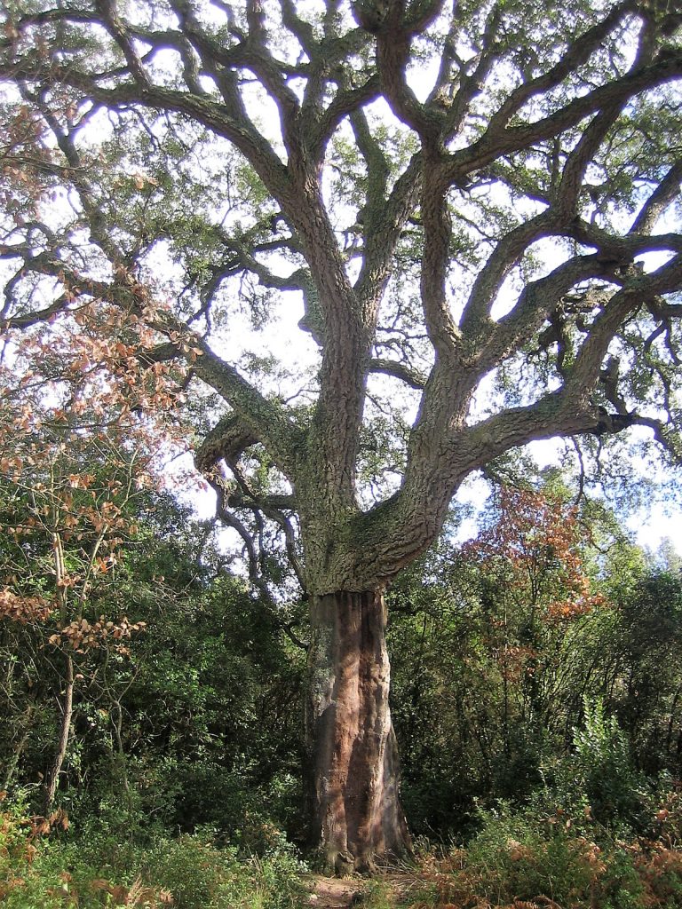 Suro monumental situat al nucli de Romanà de la Selva. És molt conegut i forma part de l'itinerari dels Gegants del Bosc promogut per l'Ajuntament. L'arbre té un port recte i les branques gruixudes amb ramificacions, ha estat pelat fins on aquestes comencen. És un arbre amb personalitat.