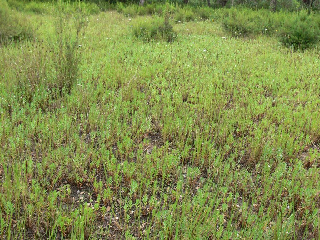 A la imatge veiem un pradell amb isoets, unes plantes primitives molt senzilles que no fan flor. Aquestes zones son mal drenades i queden inundades a l'hivern, quan els isoets creixen. A l'estiu passen desapercebuts ja que només en queda la part subterrània.