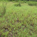 A la imatge veiem un pradell amb isoets, unes plantes primitives molt senzilles que no fan flor. Aquestes zones son mal drenades i queden inundades a l'hivern, quan els isoets creixen. A l'estiu passen desapercebuts ja que només en queda la part subterrània.