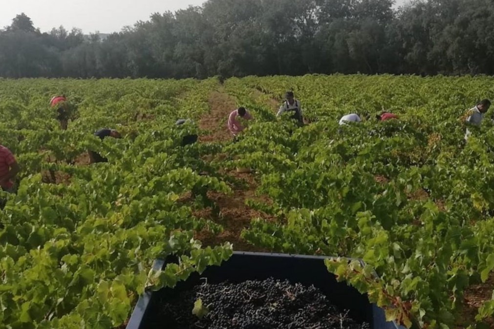Vuit persones treballen la vinya