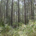 La pineda de pi blanc com la que veiem a la imatge es troben en antigues feixes de conreu (olivets o vinyes) que a l'abandonar-se s'han colonitzat per plantes pioneres com el pi blanc i que després seran substituïdes per d'altres.