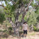 L'Arboç de Can Genoher està catalogat per la Generalitat de Catalunya com a Arbre Monumental. Aquest arbres solen ser de mida petita, l'exemplar de la imatge fa 8,5 m d'alçada, té una capçada de 8,2 m i a 1,30 m del terra el seu tronc mesura 2,38 m; és un dels arboços més gruixuts de Catalunya.