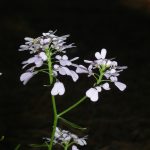 Es veu la flor d'aquesta planta composta de petites flors blanques agrupades a la punta de les tiges.