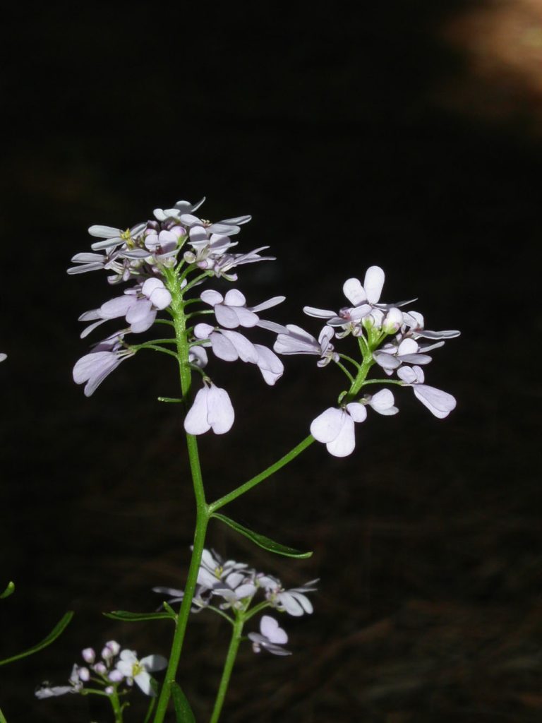 Es veu la flor d'aquesta planta composta de petites flors blanques agrupades a la punta de les tiges.