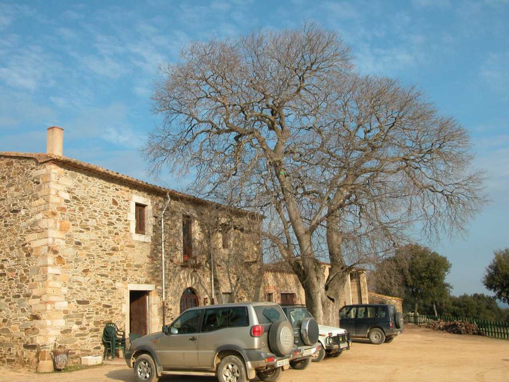 Arbre centenari que dóna la benvinguda davant de can Cama. En destaca un tronc robust que dona lloc a tres branques gruixudes que enfilen cap amunt.