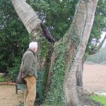 Lledoner monumental situat a la porta de can Mercader. El seu tronc mesura 3,96 m de diàmetre i la seva copa 17,40 m, segons el catàleg d'arbres d'interès local de Cassà de la Selva.