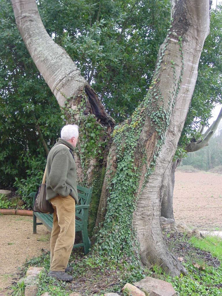 Lledoner monumental situat a la porta de can Mercader. El seu tronc mesura 3,96 m de diàmetre i la seva copa 17,40 m, segons el catàleg d'arbres d'interès local de Cassà de la Selva.