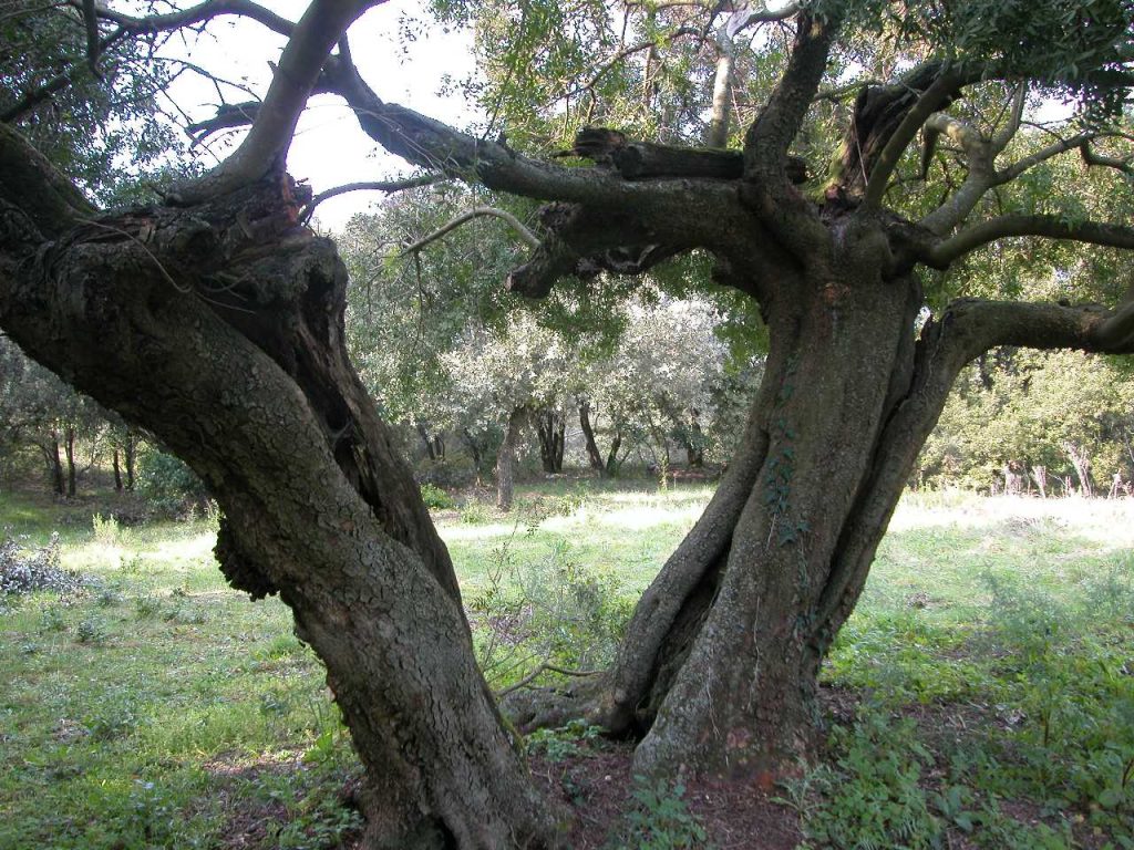 El llentiscle de la imatge en comptes de tenir unes dimensions d'arbust com li és propi, té forma d'arbre, amb dues branques gruixudes, des de la soca, en forma de V.