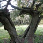 El llentiscle de la imatge en comptes de tenir unes dimensions d'arbust com li és propi, té forma d'arbre, amb dues branques gruixudes, des de la soca, en forma de V.