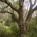 El llentiscle és una planta pròpia del sotabosc de les Gavarres, amb el port d'un arbust. A la imatge veiem un llentiscle monumental amb les dimensions d'un arbre.