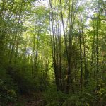 La imatge ens mostra una plantació de castanyers en una zona de vessant obaga i húmida. Aquests llocs abans hi havien alzinars i rouredes, però l'explotació forestal va fer que si plantessin castanyers pel seu ús en la fabricació de botes, bastons, caixes d'arangades. Per aquest motiu els castanyers de la imatge presenten molts rebrots.