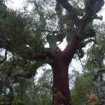 Arbre monumental pelat fins a les branques, aquesta operació normalment es limita al tronc però per les dimensions de l'arbre el pelador va considerar que podia augmentar la pela.