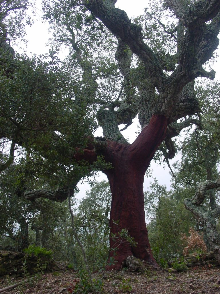 Arbre monumental pelat fins a les branques, aquesta operació normalment es limita al tronc però per les dimensions de l'arbre el pelador va considerar que podia augmentar la pela.