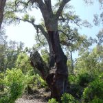 Suro monumental on destaca el seu tronc i tres branques gruixudes. Dues d'elles s'enfilen cap amunt sense masses ramificacions. Les seves dimensions van fer que l'extracció del suro es fes fins a les branques, quan normalment afecta només el tronc.