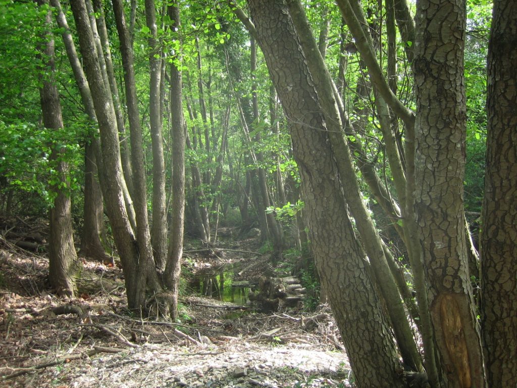 Els verns són arbres de ribera, necessiten aigua permanentment i son indicadors que hi ha aigua tot l'any. Aquesta fotografia ens mostra la verneda del Celrè formada per arbres de bona mida. Les vernedes amb el canvi climàtic estan desapareixen de les Gavarres.