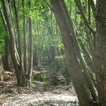 Els verns són arbres de ribera, necessiten aigua permanentment i son indicadors que hi ha aigua tot l'any. Aquesta fotografia ens mostra la verneda del Celrè formada per arbres de bona mida. Les vernedes amb el canvi climàtic estan desapareixen de les Gavarres.