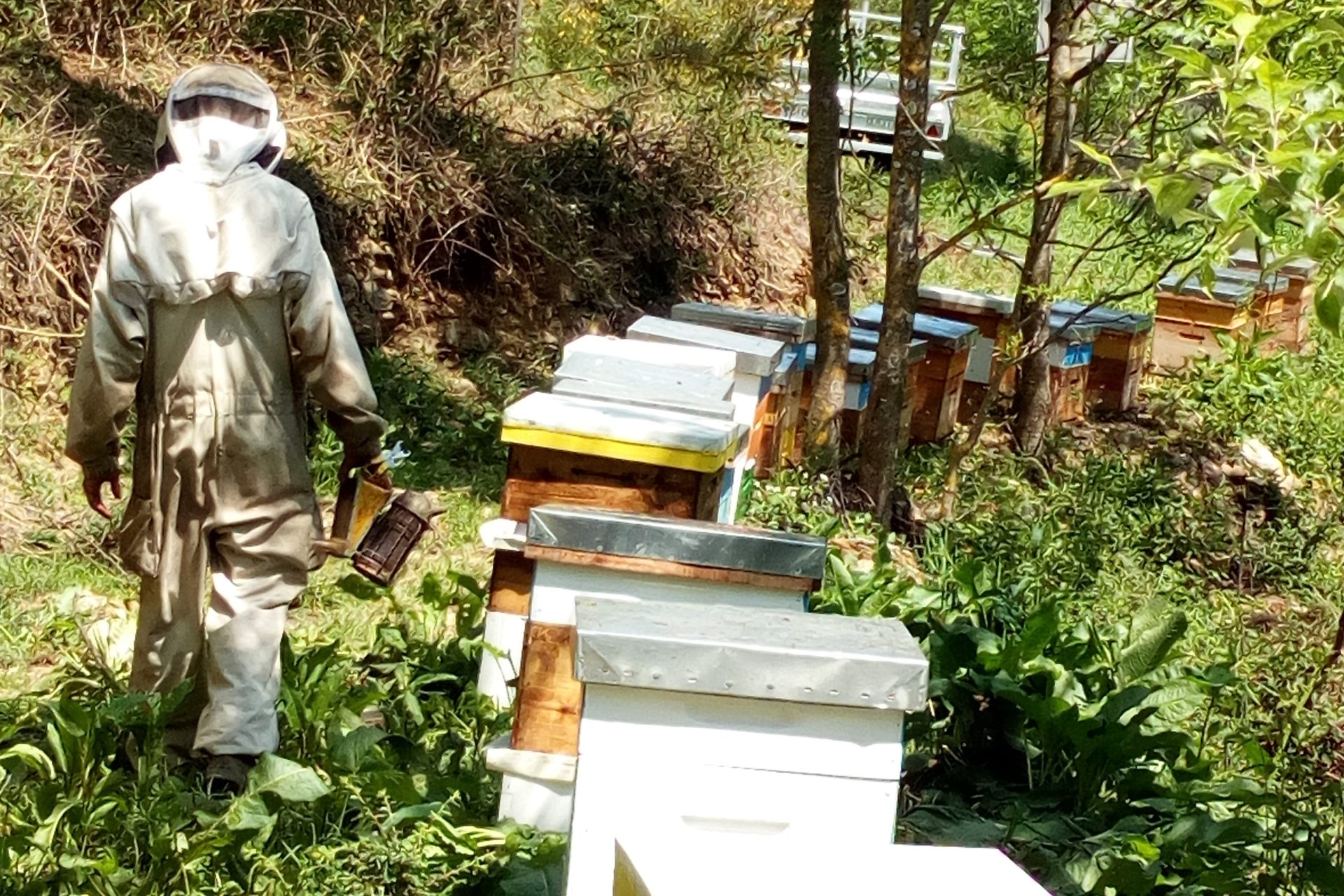 Apicultor i caixes d'abelles
