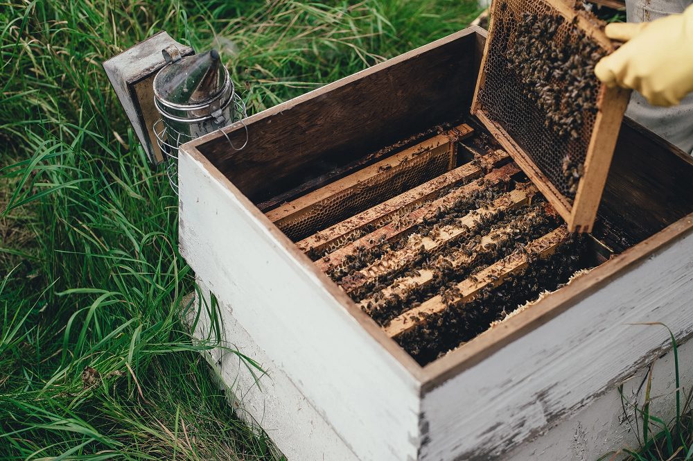 Mans d'apicultor sostenen una bresca