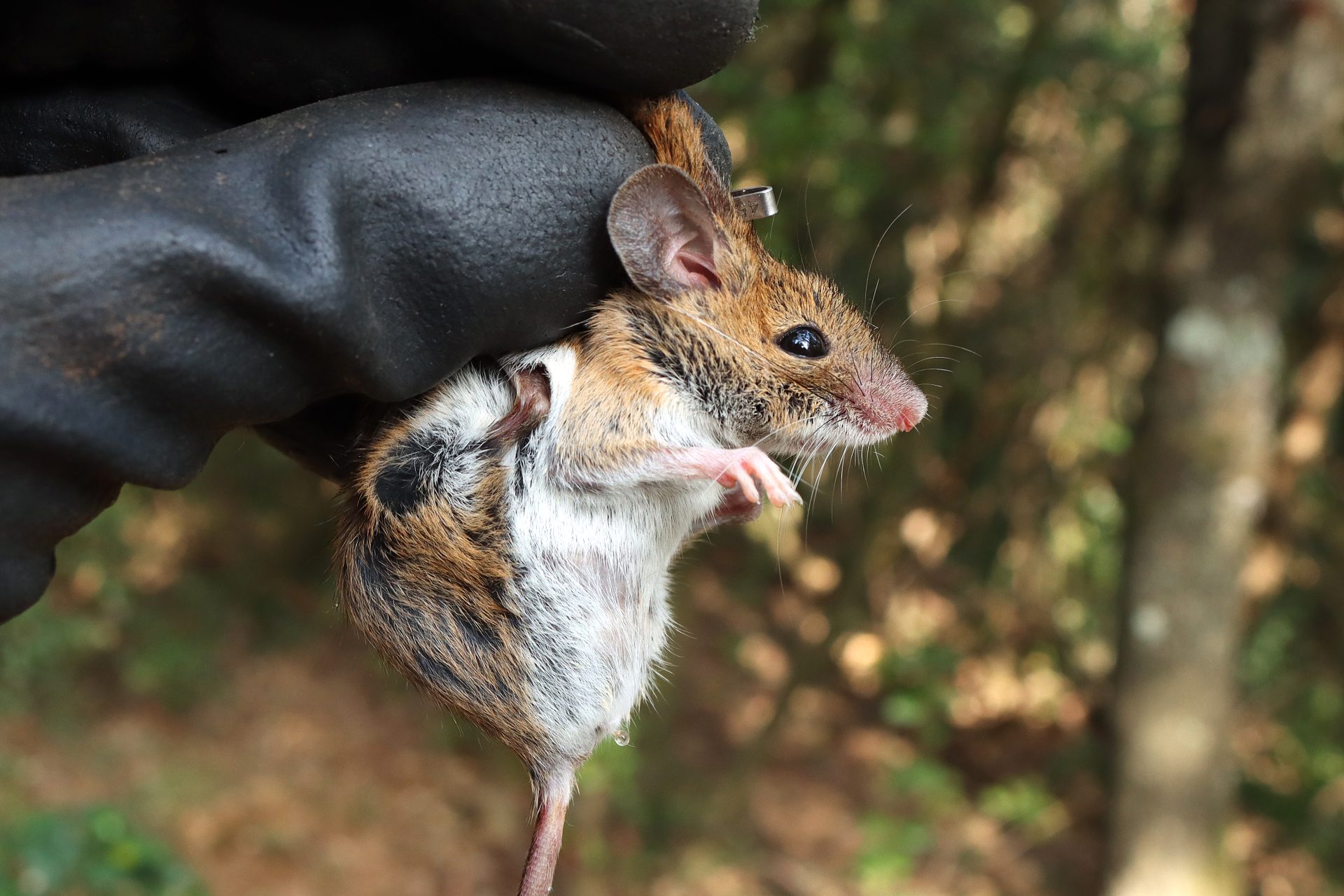 Un ratolí de bosc agafat per la mà d'un expert. Es veuen tots els detalls de les orelles, ulls i potes de davant.