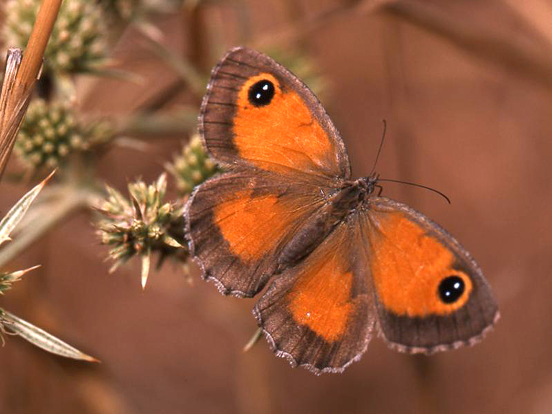 Imatge des de dalt on es veu l'exemplar de papallona amb les ales desplegades. Autor: Jaume Oliveras.