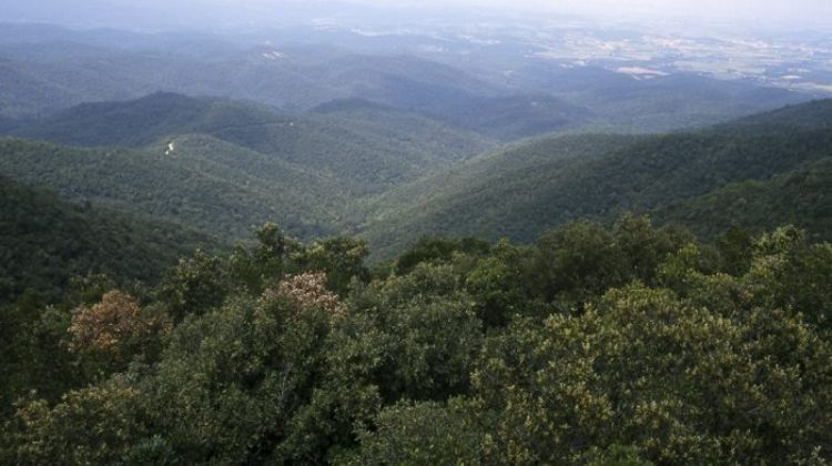 massa forestal massís de les gavarres