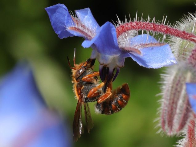Detall macro d'una abella que està libant una flor de borratja (Borago officinalis)