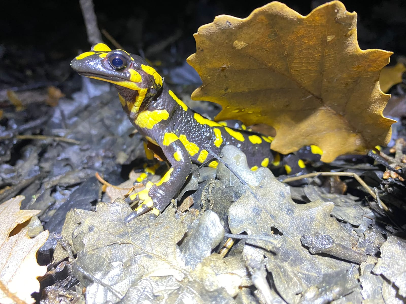 Detall del tronc d'una salamandra amb els seus colors negres i grocs.