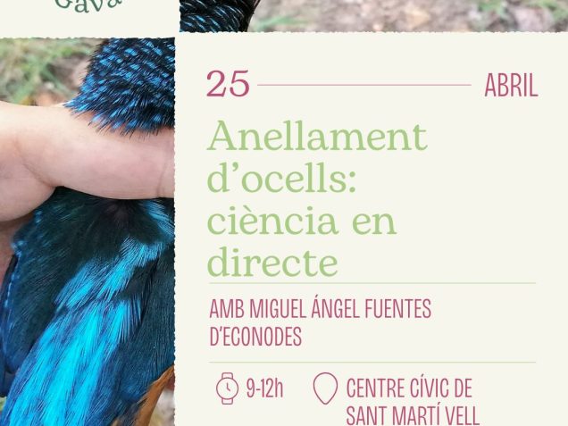 Cartell activitat d'anellament d'ocells