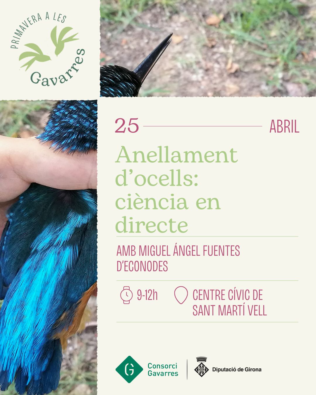Cartell activitat d'anellament d'ocells