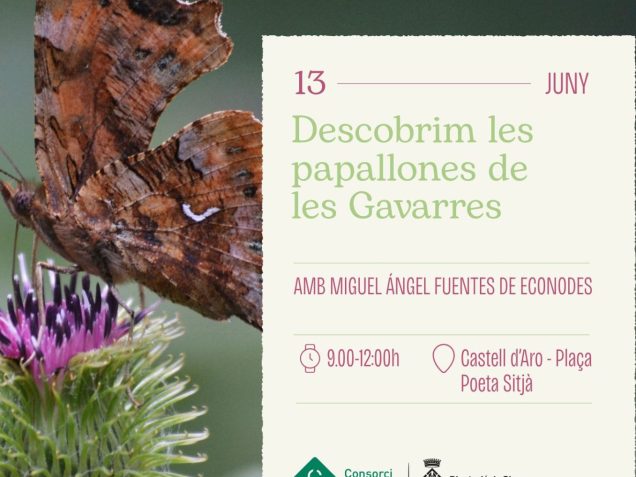 Cartell amb la informació de l'activitat de papallones