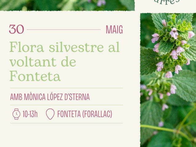 Document en pdf del cartell de l'activitat de flora a Fonteta