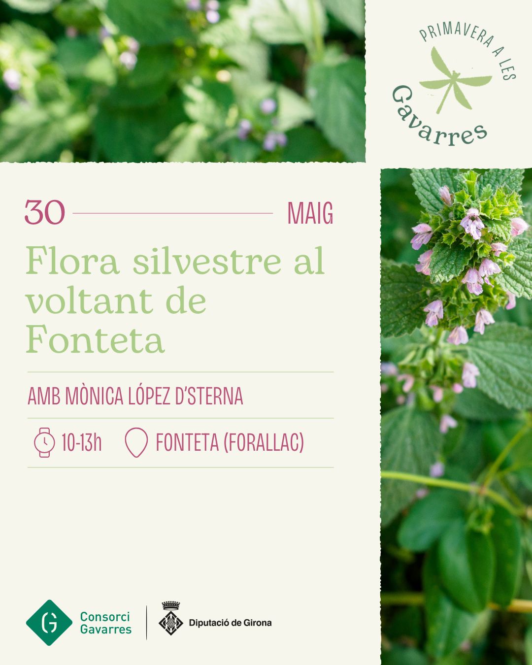 Document en pdf del cartell de l'activitat de flora a Fonteta
