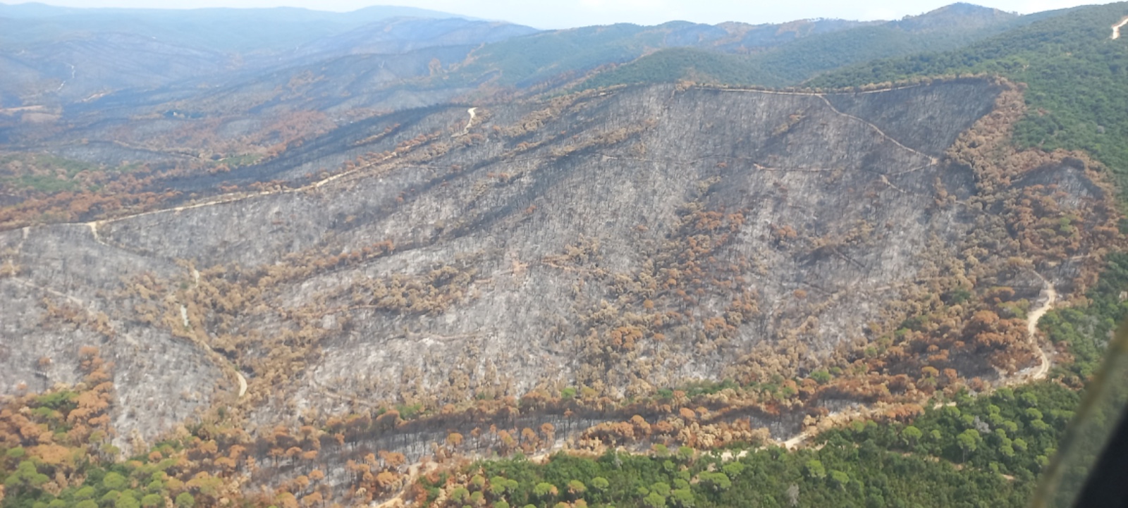 incendi gavarres 2026 juliol